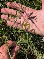 Lathyrus palustris