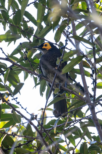 Melipotes fumigatus observed 2026-07-13