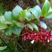 Psychotria guadalupensis - Photo (c) Martin Dovciak,  זכויות יוצרים חלקיות (CC BY-NC), הועלה על ידי Martin Dovciak