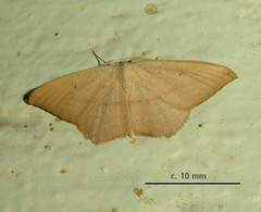 Traminda falcata