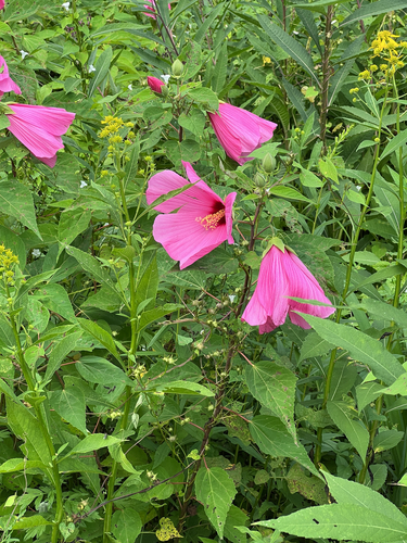 swamp rose mallow