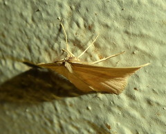Traminda falcata