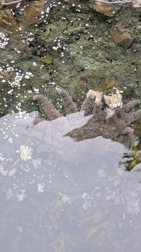 Sunflower Sea Star