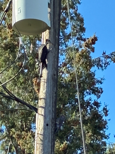 Pileated Woodpecker