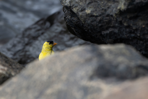 American Goldfinch