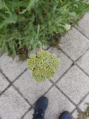 Achillea