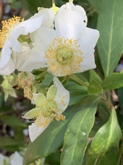 Carpenteria
