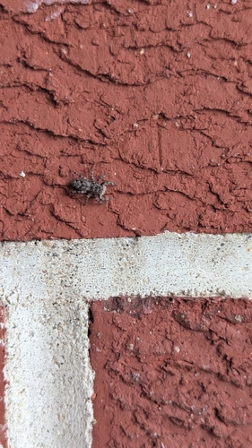 Tan Jumping Spider