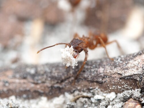 Northern Fungus-farming Ant photo 6