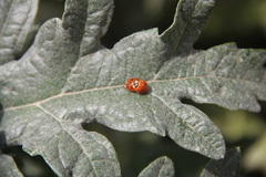 Harmonia axyridis