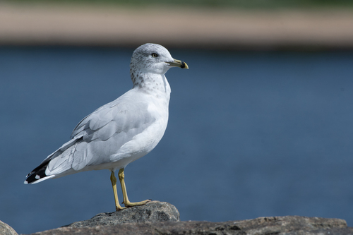 Ring-billed Gull