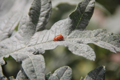Harmonia axyridis