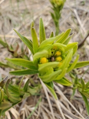 Lithospermum caroliniense