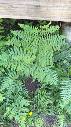 common bracken