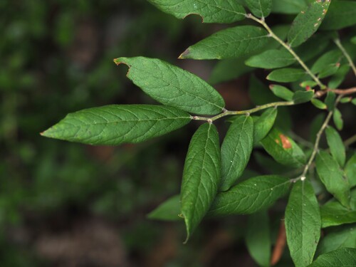 Vaccinium stamineum, photograph 3