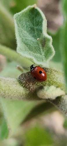 Two-spotted Lady Beetle