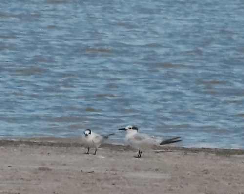 iNaturalist image