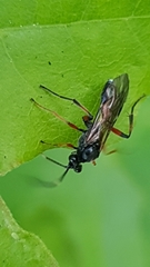 Ichneumonidae