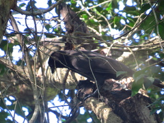 Cyanocorax cyanomelas