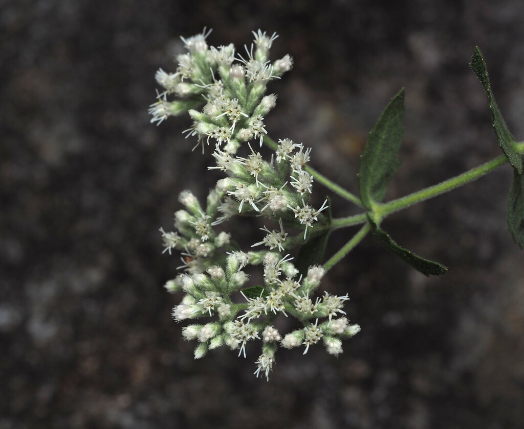 Eupatorium pubescens; photograph author not stated, no rights reserved