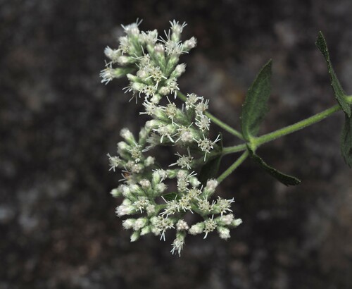 Eupatorium pubescens