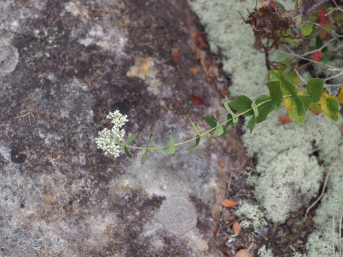 Eupatorium pubescens, photograph 1