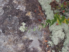 author not stated, no rights reserved Eupatorium pubescens, photograph author not stated, no rights reserved