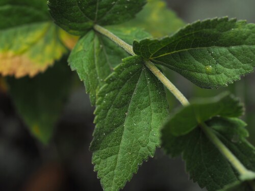 Eupatorium pubescens, photograph 2