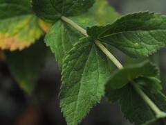 author not stated, no rights reserved Eupatorium pubescens, photograph author not stated, no rights reserved
