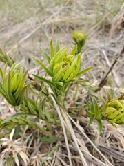 Lithospermum caroliniense