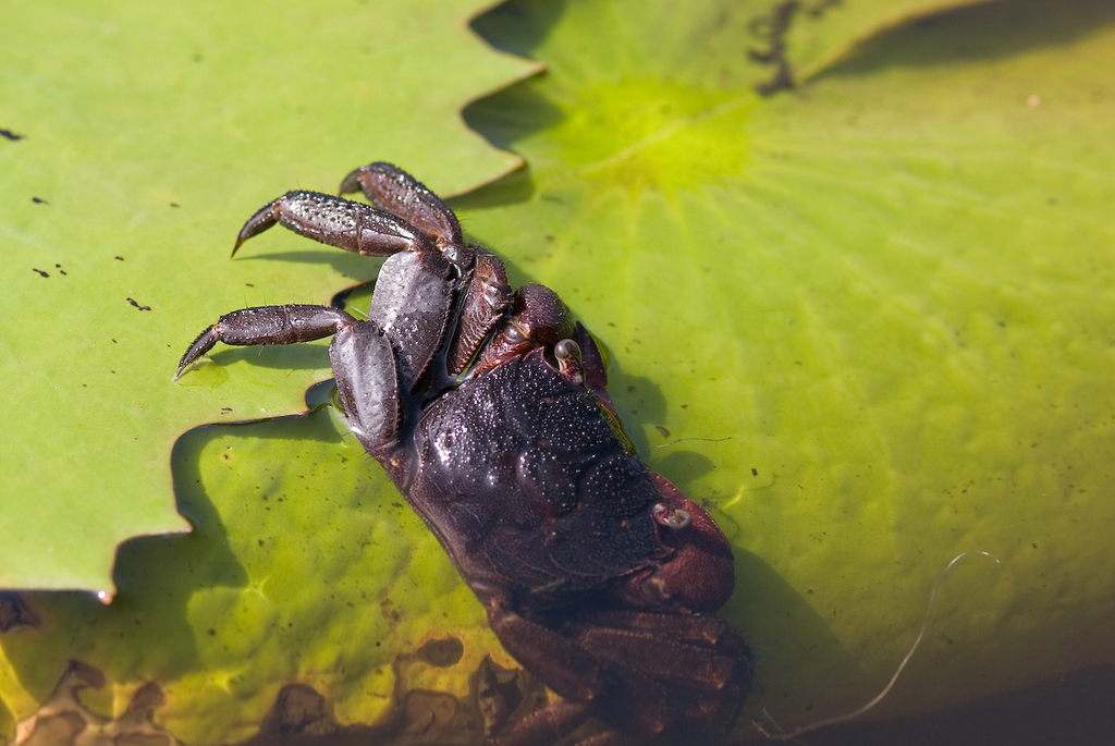 Sesarma aequatoriale