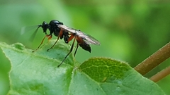 Ichneumonidae