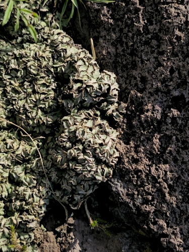 Cliff Waxwort
