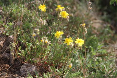 Helianthemum oelandicum orientale