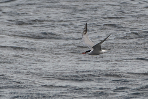 iNaturalist image