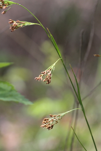 Rhynchospora caduca