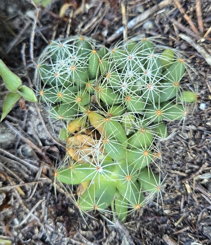 Mammillaria sphaerica
