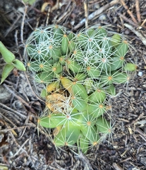 Globe Cactus (Mammillaria sphaerica)