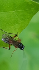 Ichneumonidae