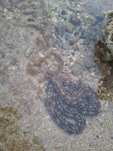 Snake Sea Cucumber