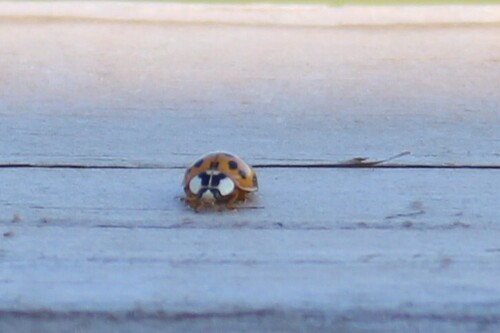 Asian Lady Beetle