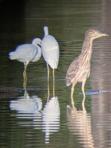 iNaturalist: (c) fromsea2sky, some rights reserved (CC BY-NC) iNaturalist image