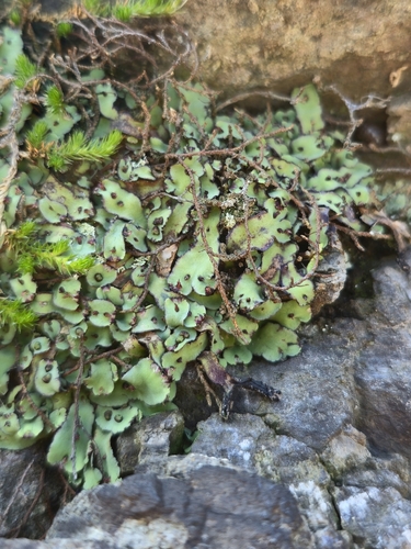 Cliff Waxwort