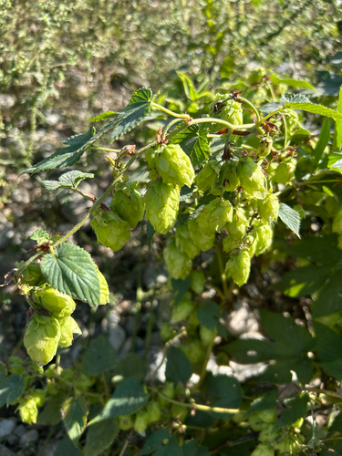 Humulus americanus, photograph 3