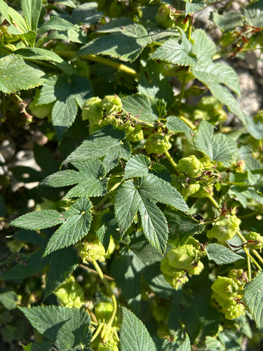 Humulus americanus, 2026-09-09