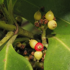 Carallia brachiata, photograph (c) Roland Muench, some rights reserved (CC BY)