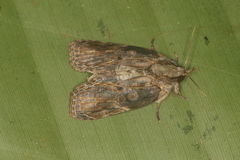 Iscadia purpurascens