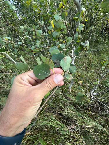 quaking aspen