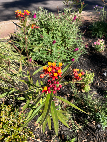 tropical milkweed