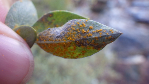 iNaturalist observation photo of Melampsora epitea